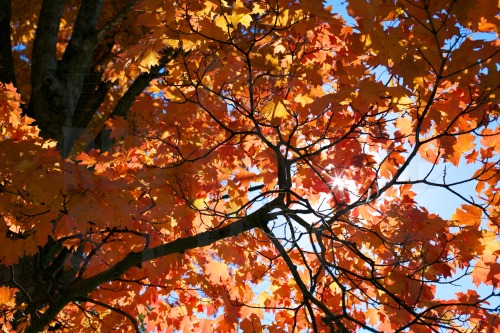 Orange Leaves 2014-10-26