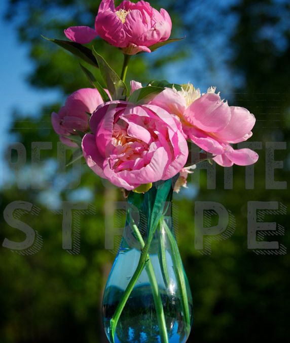 Pink Peonies for Mia